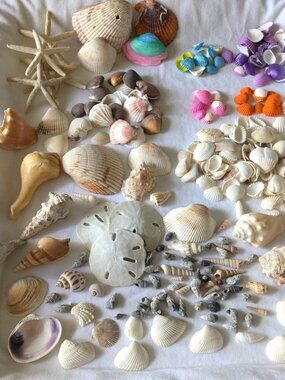 Large Lot of Assorted Sea Shells & Sand Dollars Different Shapes, Sizes & Colors